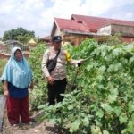 Cek Tanaman Pertanian Gambas Dan terong, Bhabinkamtibmas Aiptu Hendra Saputra Bersama Petani Dukung Program Ketahanan  Pangan Nasional 
