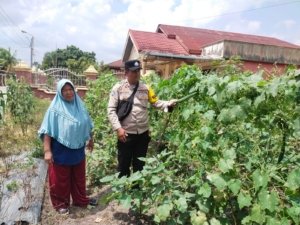Cek Tanaman Pertanian Gambas Dan terong, Bhabinkamtibmas Aiptu Hendra Saputra Bersama Petani Dukung Program Ketahanan  Pangan Nasional 