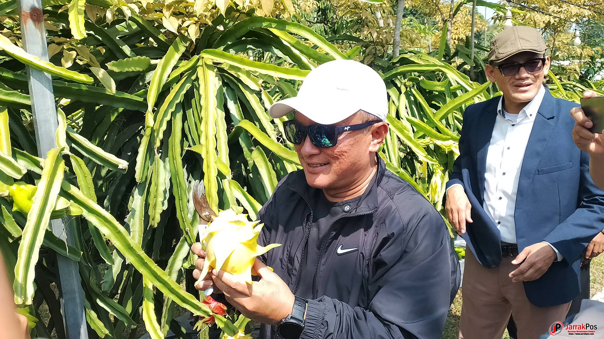 Pertanian Masa Depan Generasi Muda, Panen Buah Naga Kuning Jadi Bukti Kuningan Melesat Pertanian Masa Depan Generasi Muda, Panen Buah Naga Kuning Jadi Bukti Kuningan Melesat