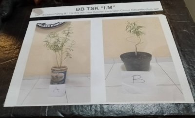Belum Aman Dari Peredaran Narkoba, kini Malahan Ditemukan Tanaman Ganja di Kuningan