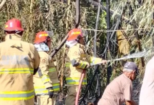Cegah Merembet ke Pemukiman, Damkar Cirebon Padamkan Kebakaran Rumpun Bambu di Greged