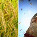 Data BPS: Padi Kuasai Lahan Pangan Cirebon