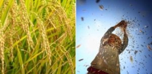 Data BPS: Padi Kuasai Lahan Pangan Cirebon
