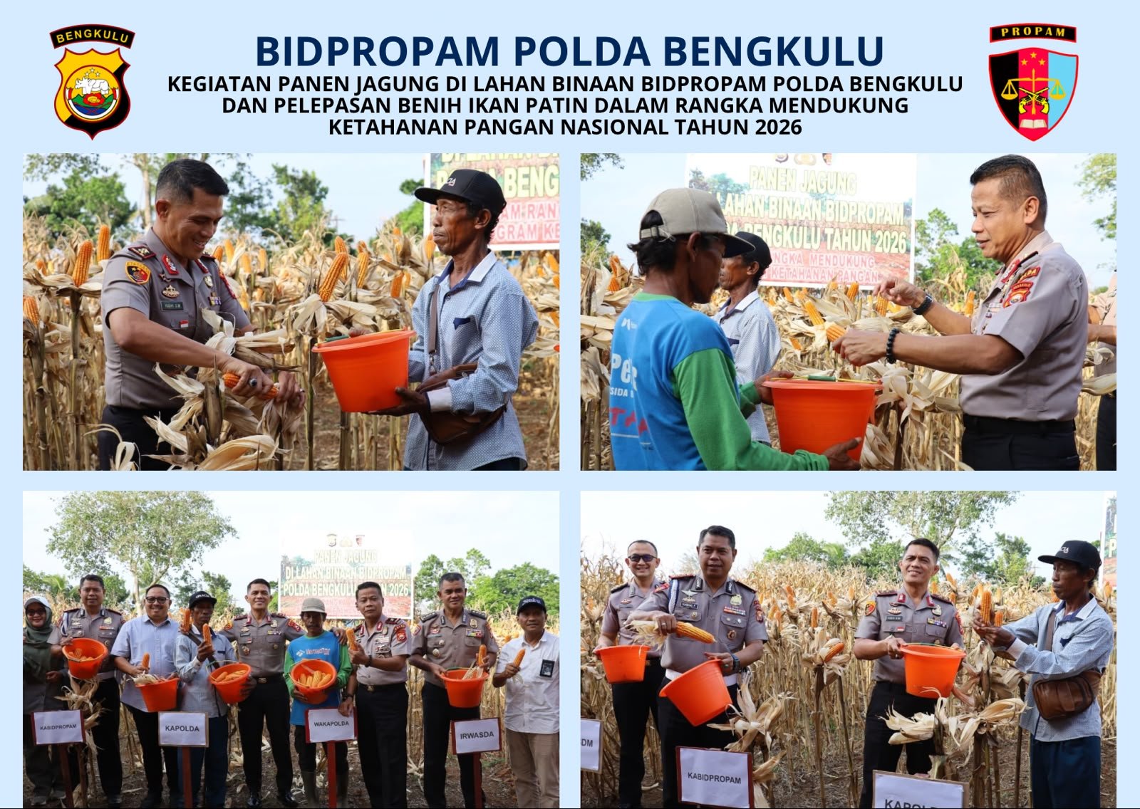 Polda Bengkulu Panen 4 Ton Jagung dan Tebar 3.000 Benih Ikan Patin, Dukung Ketahanan Pangan Polda Bengkulu Panen 4 Ton Jagung dan Tebar 3.000 Benih Ikan Patin, Dukung Ketahanan Pangan