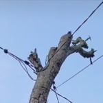 Miris, Pohon Mati Jadi Pengganti Tiang PLN Tempat Kabel Instalasi Jaringan Listrik Yang Membahayakan 