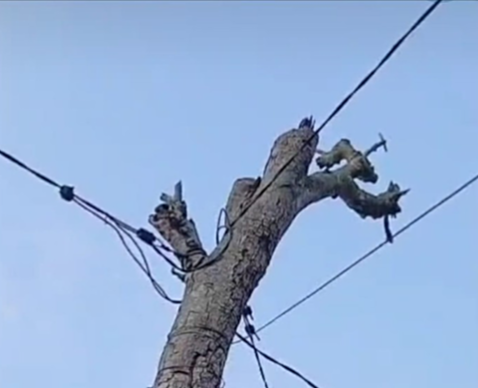 Miris, Pohon Mati Jadi Pengganti Tiang PLN Tempat Kabel Instalasi Jaringan Listrik Yang Membahayakan Miris, Pohon Mati Jadi Pengganti Tiang PLN Tempat Kabel Instalasi Jaringan Listrik Yang Membahayakan