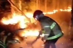 Kelalaian Sepele, 2 Hektar Hutan Jati di Gempol Hangus Terbakar