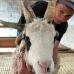 Domba Aneh Bertanduk 5 ada di Magelang
