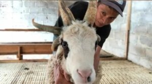 Domba Aneh Bertanduk 5 ada di Magelang